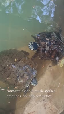 wp_story1690528055195_0 Immortal Chopin music awakes emotions, not only for turtles.