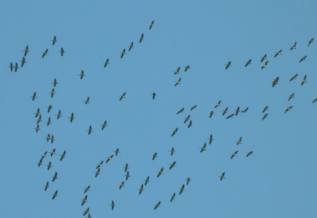 Sadako Sasaki and 1000 Cranes over Hiroshima and&nbsp;Nagasaki