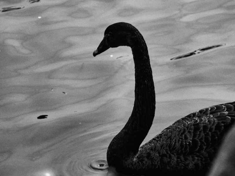 False Flag in&nbsp;making