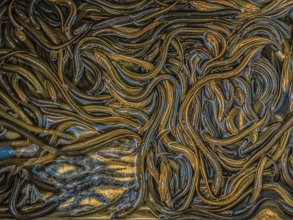 The Leeches for the&nbsp;Riches